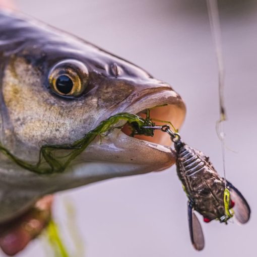 Savage Gear 3D Cicada - Surface Lure For Chub - Image 4