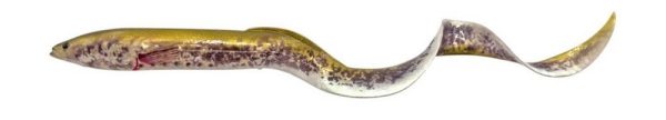 Savage Gear - Real Eel - 30cm/40cm - Image 4