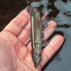 Alternative view of Fox Rage | Ultra Natural Replicant - Pike