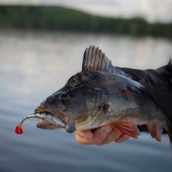 Fox Rage | Scent Shads - Image 18