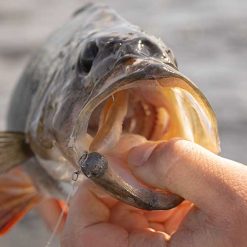 Fox Rage | Scent Shads - Image 11