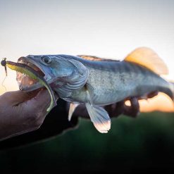 Fox Rage | Scent Shads - Image 15