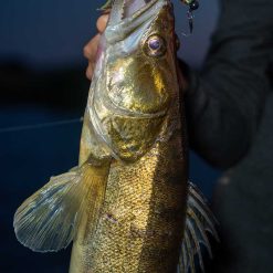 Fox Rage | Scent Shads - Image 14